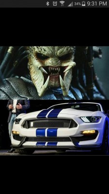 SHELBY 2016.jpg